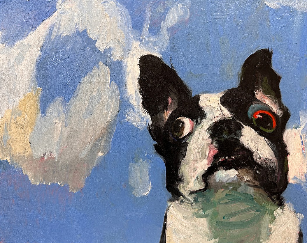 Storm Warning: oil painting of a black-and-white Boston terrier looking up, wide-eyed, at a blue sky of loosely brushed clouds